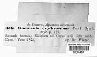 Apiognomonia erythrostoma image